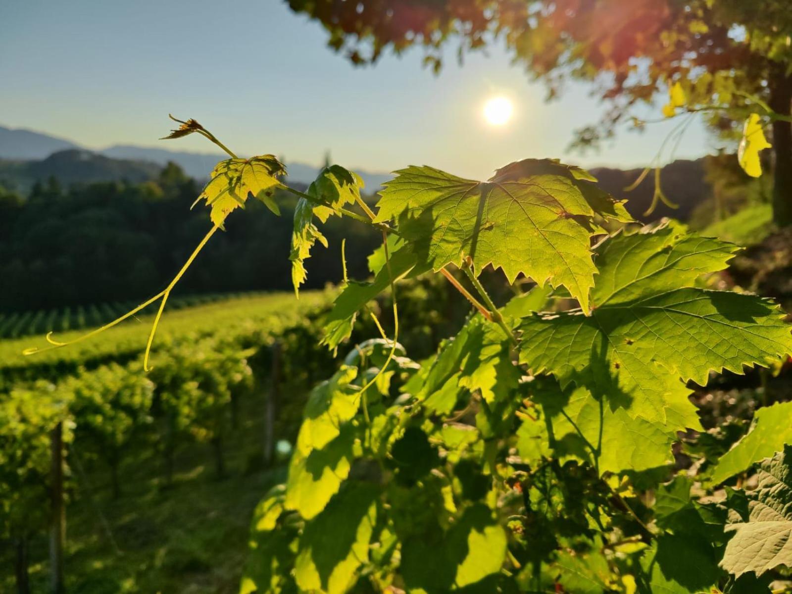 Bed and Breakfast Weingut Fellner Leutschach Exterior foto